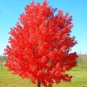 October Glory Maple Trees - 2 Live Plants, 2.5" Pot, Fast Growing Shade Tree - Image 1