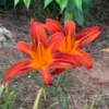October Orange Daylily Bare Root Plant - Vibrant Fall Blooms, Outdoor Perennial - Image 1