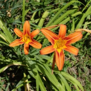 October Orange Daylily Bare Root Plant - Vibrant Fall Blooms, Outdoor Perennial - Image 2