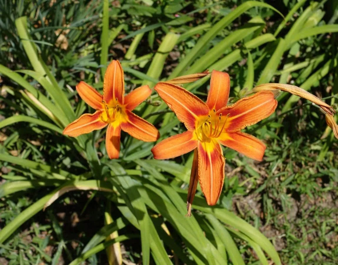October Orange Daylily Bare Root Plant - Vibrant Fall Blooms, Outdoor Perennial - Image 2