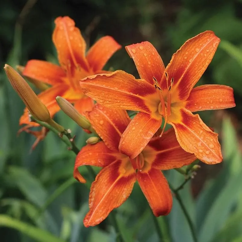 October Orange Daylily Bare Root Plant - Vibrant Fall Blooms, Outdoor Perennial - Image 3