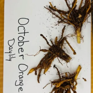 October Orange Daylily Bare Root Plant - Vibrant Fall Blooms, Outdoor Perennial - Image 4