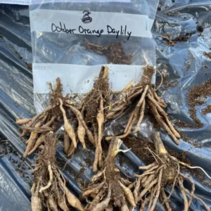 October Orange Daylily Bare Root Plant - Vibrant Fall Blooms, Outdoor Perennial - Image 5