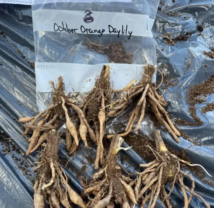 October Orange Daylily Bare Root Plant - Vibrant Fall Blooms, Outdoor Perennial - Image 5