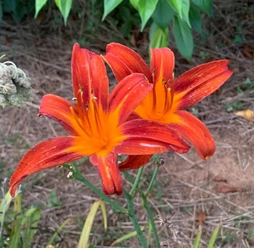 October Orange Daylily Bare Root Plant - Vibrant Fall Blooms, Outdoor Perennial - Image 1