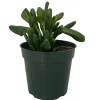 Ogre's Ear Jade Plant - Crassula ovata 'Gollum' - Live Succulent - 4 inch Pot - Image 1
