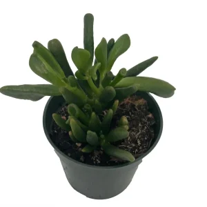 Ogre's Ear Jade Plant - Crassula ovata 'Gollum' - Live Succulent - 4 inch Pot - Image 2