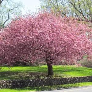 Okame Cherry Tree Live Plant – Early Blooming Ornamental – 1 Quart Pot - Image 10
