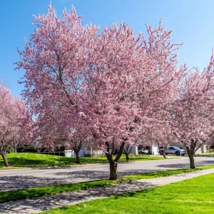 Okame Cherry Tree Live Plant – Early Blooming Ornamental – 1 Quart Pot - Image 1