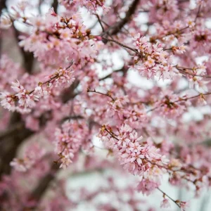 Okame Cherry Tree Live Plant – Early Blooming Ornamental – 1 Quart Pot - Image 3