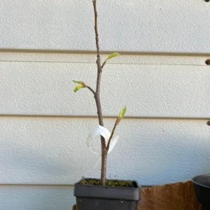 Okame Cherry Tree Live Plant – Early Blooming Ornamental – 1 Quart Pot - Image 6