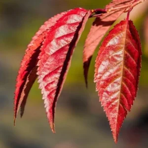 Okame Cherry Tree Live Plant – Early Blooming Ornamental – 1 Quart Pot - Image 8