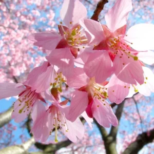 Okame Cherry Tree Live Plant – Pink Flowering Tree – 6-12 Inch Tall – Outdoor - Image 4