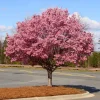 Okame Cherry Tree Live Plant – Pink Flowering Tree – 6-12 Inch Tall – Outdoor - Image 1
