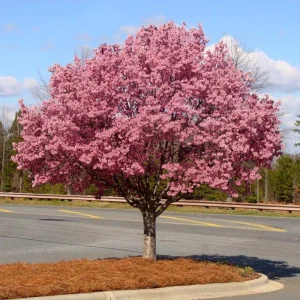 Okame Cherry Tree Live Plant – Pink Flowering Tree – 6-12 Inch Tall – Outdoor - Image 1