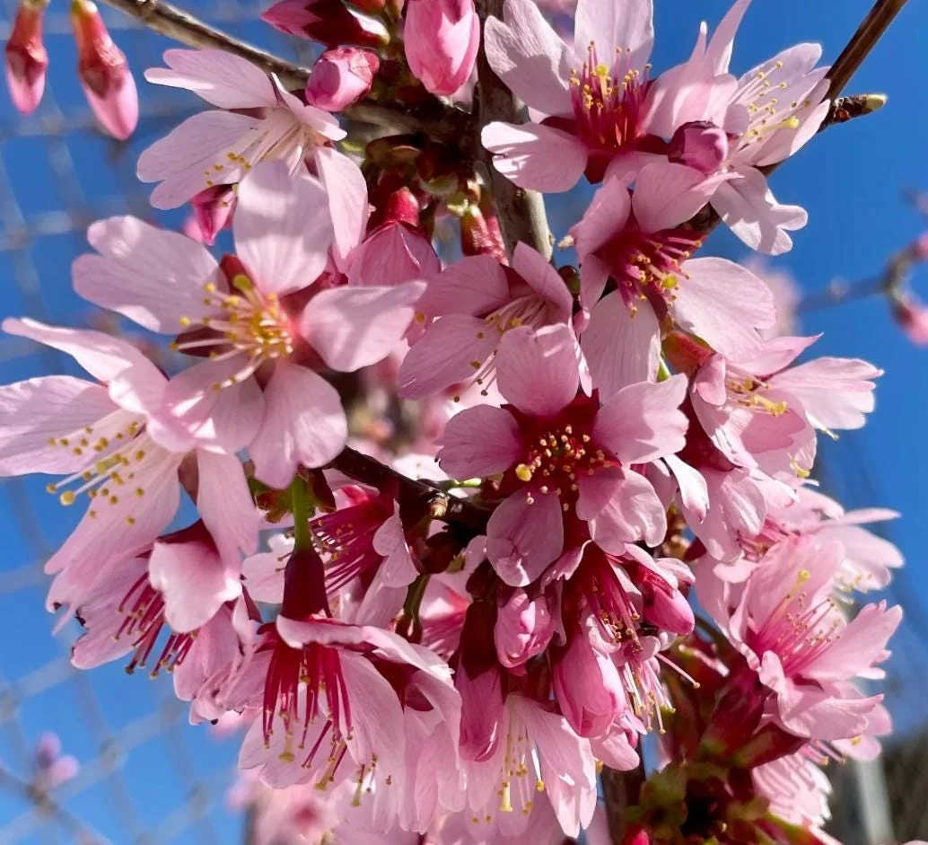 Okame Flowering Cherry Live Plant - 6-12" Tall - 3" Pot - Light Pink Blooms Tree - Image 1