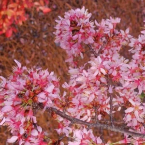 Okame Flowering Cherry Live Plant - 6-12