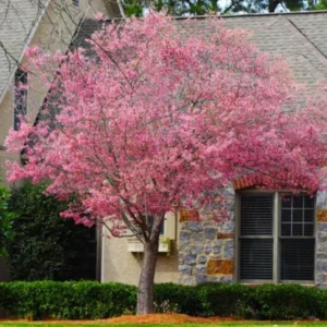 Okame Flowering Cherry Live Plant - 6-12