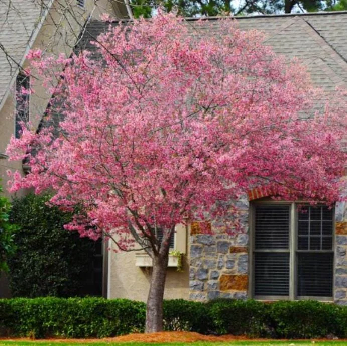 Okame Flowering Cherry Live Plant - 6-12" Tall - 3" Pot - Light Pink Blooms Tree - Image 3