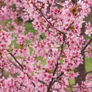 Okame Flowering Cherry Live Plant - 6-12