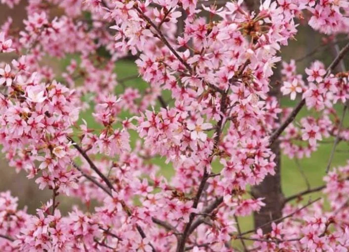 Okame Flowering Cherry Live Plant - 6-12" Tall - 3" Pot - Light Pink Blooms Tree - Image 4