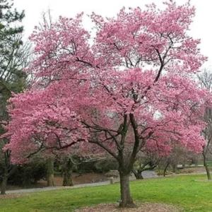 Okame Flowering Cherry Live Plant - 6-12