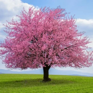 Okame Flowering Cherry Live Plant - 6-12