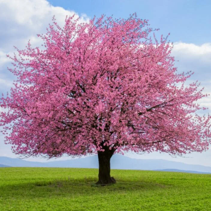 Okame Flowering Cherry Live Plant - 6-12" Tall - 3" Pot - Light Pink Blooms Tree - Image 6