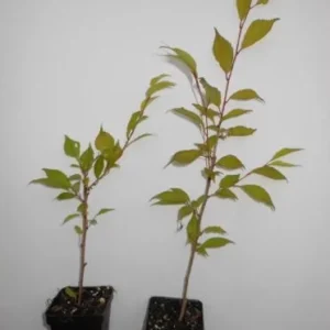 Okame Flowering Cherry Live Plant - 6-12