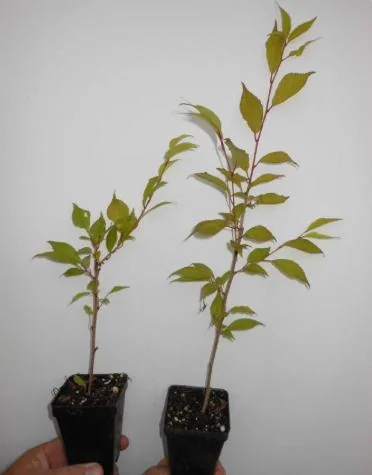 Okame Flowering Cherry Live Plant - 6-12" Tall - 3" Pot - Light Pink Blooms Tree - Image 7