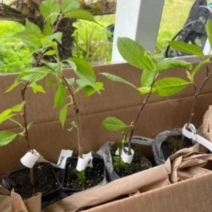 Okame Flowering Cherry Live Plant - 6-12