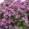 Old Fashion Lilac Bush Live Plant – Fragrant Potted Shrub – 9-14 Inches Tall - Image 1