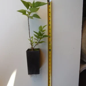 Old Fashion Lilac Bush Live Plant – Fragrant Potted Shrub – 9-14 Inches Tall - Image 2