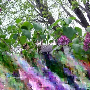 Old Fashion Purple Lilac Bush - Live Bare Root Plant 16-24 Inches Tall - Outdoor Shrub - Image 4