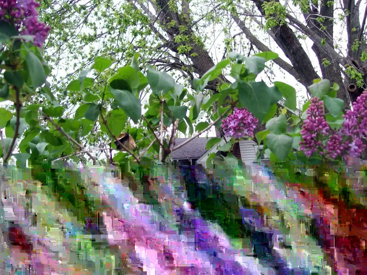 Old Fashion Purple Lilac Bush - Live Bare Root Plant 16-24 Inches Tall - Outdoor Shrub - Image 4