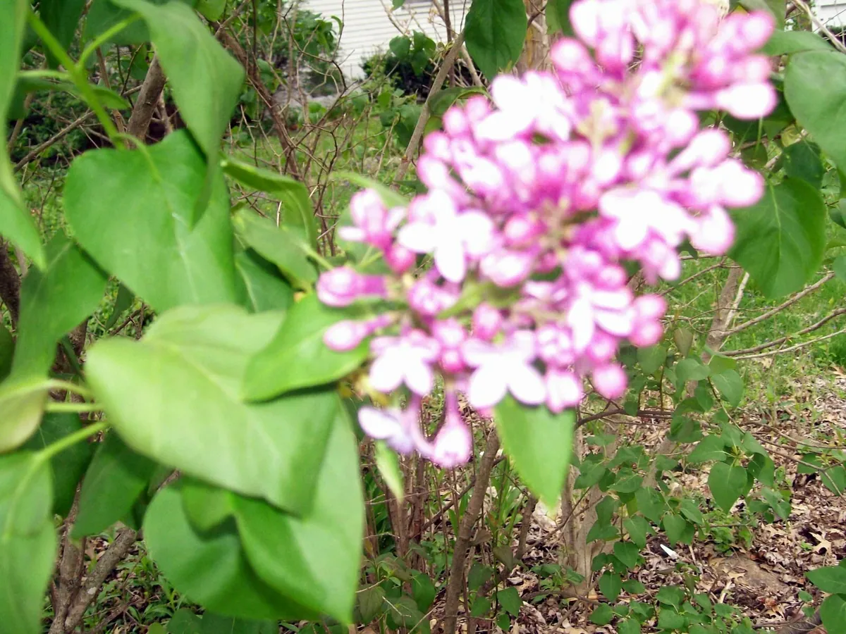 Old Fashion Purple Lilac Bush - Live Bare Root Plant, 16-24 Inches, Set of 2, Outdoor - Image 5