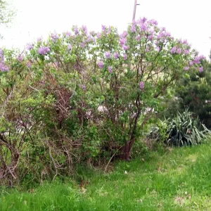 Old Fashion Purple Lilac Bush - Live Bare Root Plant 16-24 Inches Tall - Outdoor Shrub - Image 6