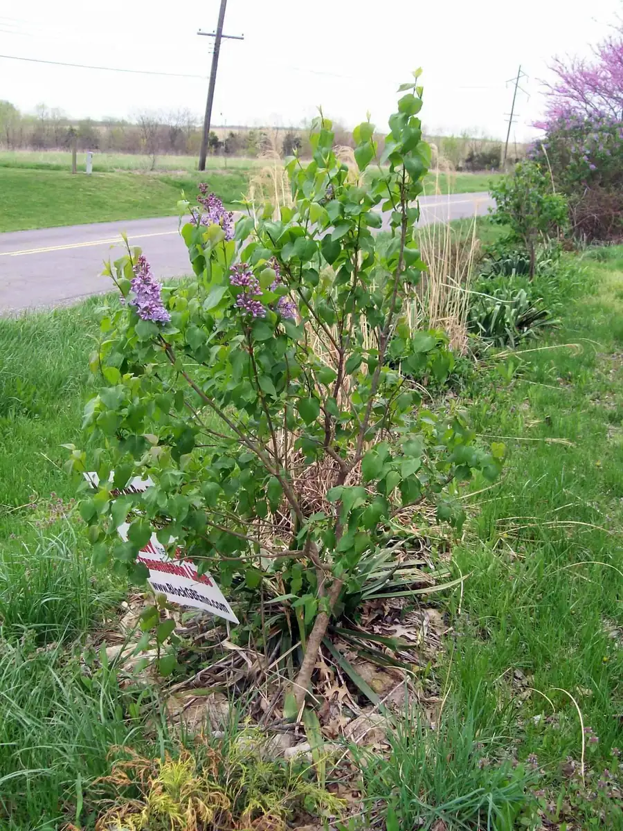Old Fashion Purple Lilac Bush - Live Bare Root Plant, 16-24 Inches, Set of 2, Outdoor - Image 7
