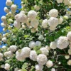 Old Fashion Snowball Viburnum Live Plant - 6-12" Tall, 4" Pot - White Blooms, Outdoor Shrub - Image 1