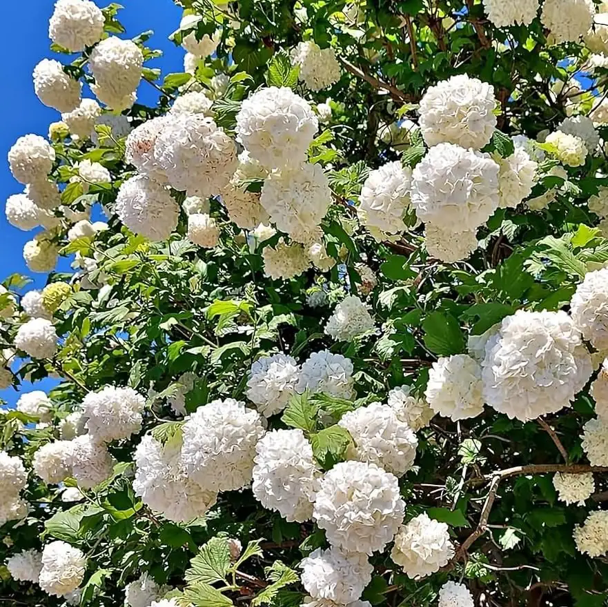 Old Fashion Snowball Viburnum Live Plant - 6-12" Tall, 4" Pot - White Blooms, Outdoor Shrub - Image 1