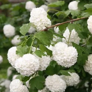 Old Fashion Snowball Viburnum Live Plant - 6-12