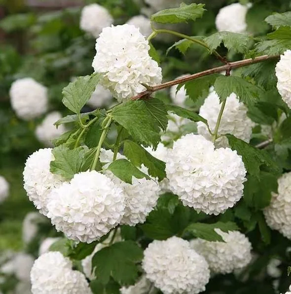 Old Fashion Snowball Viburnum Live Plant - 6-12" Tall, 4" Pot - White Blooms, Outdoor Shrub - Image 2