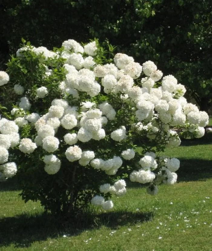 Old Fashion Snowball Viburnum Live Plant - 6-12" Tall, 4" Pot - White Blooms, Outdoor Shrub - Image 3