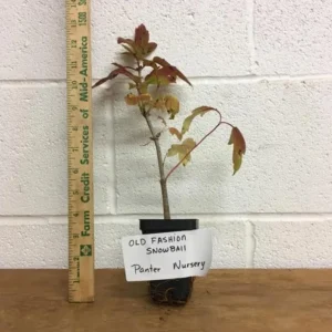 Old Fashion Snowball Viburnum Live Plant - 6-12