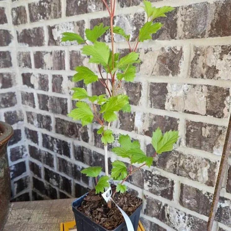 Old Fashion Snowball Viburnum Live Plant - 6-12" Tall, 4" Pot - White Blooms, Outdoor Shrub - Image 5