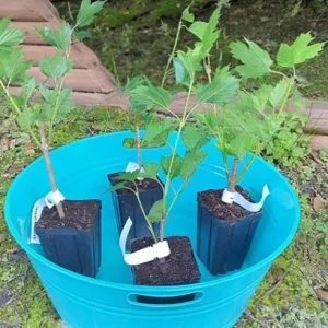 Old Fashion Snowball Viburnum Live Plant – White Blooms, 4-inch Pot, Outdoor Shrub - Image 10