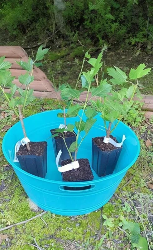 Old Fashion Snowball Viburnum Live Plant – White Blooms, 4-inch Pot, Outdoor Shrub - Image 10