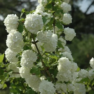 Old Fashion Snowball Viburnum Live Plant – White Blooms, 4-inch Pot, Outdoor Shrub - Image 3