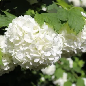 Old Fashion Snowball Viburnum Live Plant – White Blooms, 4-inch Pot, Outdoor Shrub - Image 4