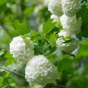 Old Fashion Snowball Viburnum Live Plant – White Blooms, 4-inch Pot, Outdoor Shrub - Image 6